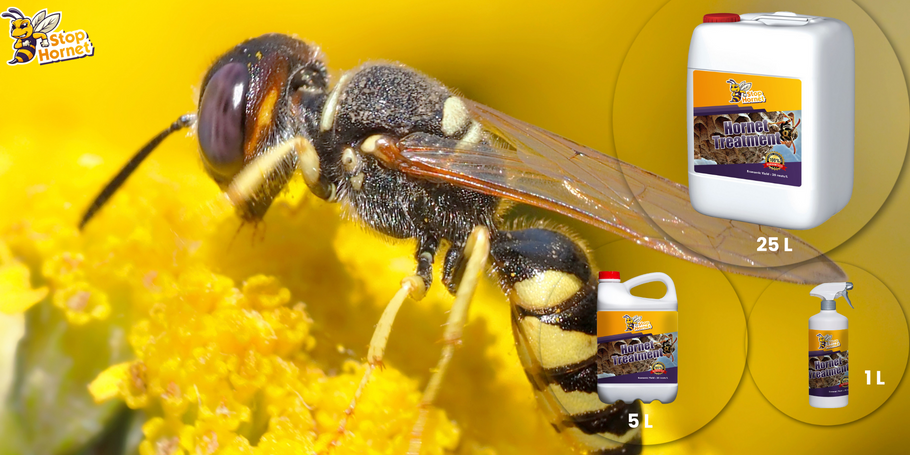 Suchen Sie nach einer Behandlung gegen Hornissen und Wespen? Stop Hornet ist die Lösung für Ihr Problem.