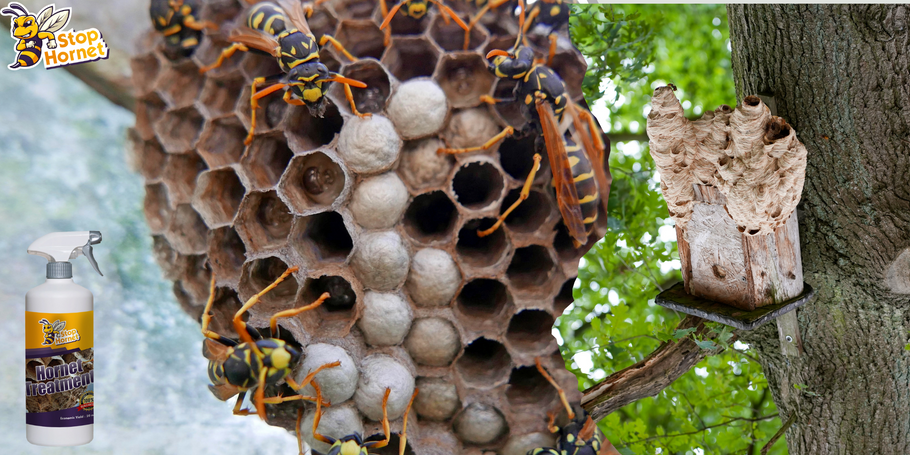 Können wir das Mittel gegen Hornissen und Wespen verwenden, um die Entstehung von Nestern zu verhindern?