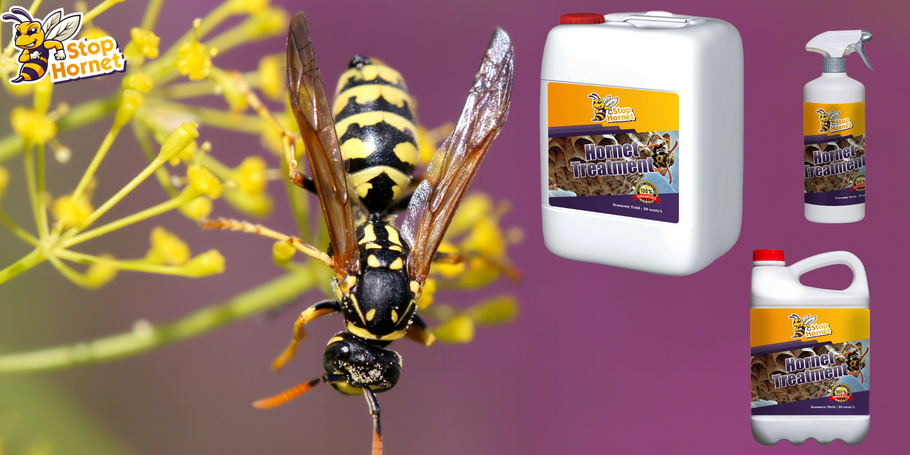 Was müssen Sie über die Behandlung gegen Hornissen und Wespen wissen?