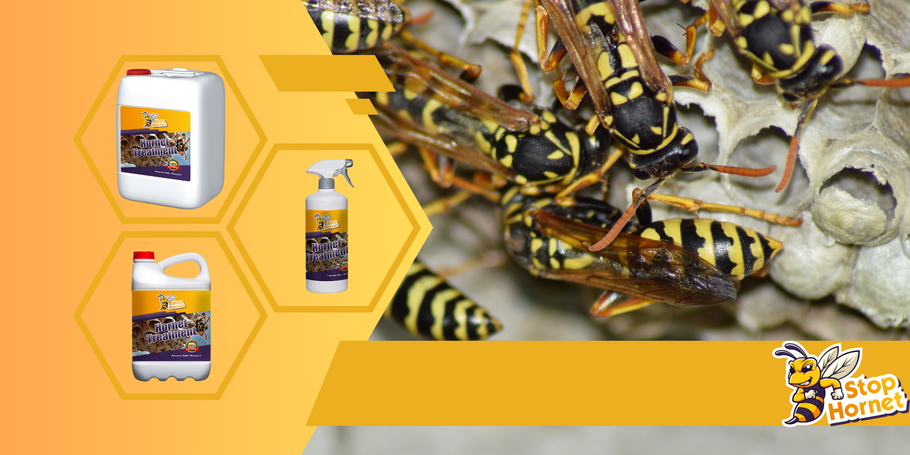 Was ist die beste Behandlung gegen Hornissen und Wespen?