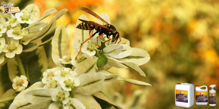 Das Produkt gegen Hornissen und Wespen: Welche Auswirkungen auf Pflanzen und den Garten?