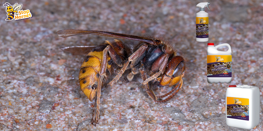 Wie lange dauert es, bis die Behandlung gegen Hornissen und Wespen Wirkung zeigt?