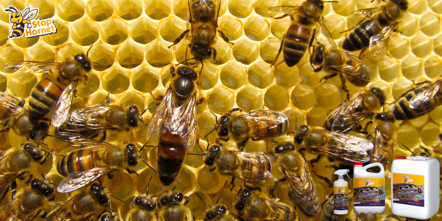 Kann das Anti-Hornissen- und Wespenmittel in der Nähe von Bienenstöcken oder Bienenvölkern verwendet werden?