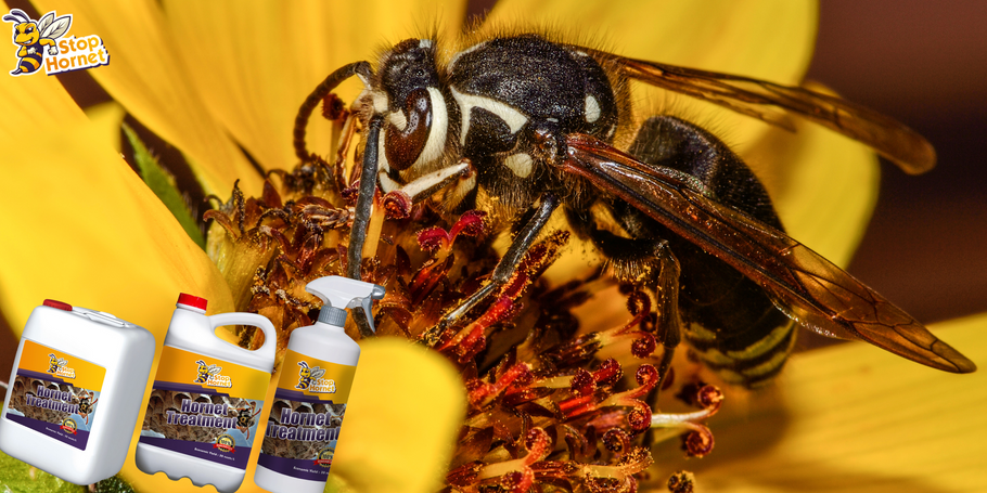 Wie schneidet das Produkt zur Hornissen- und Wespenbekämpfung im Vergleich zu anderen Behandlungsmethoden ab?